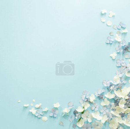 Téléchargez les photos : Fleurs d'hortensia bleu et blanc sur fond bleu - en image libre de droit