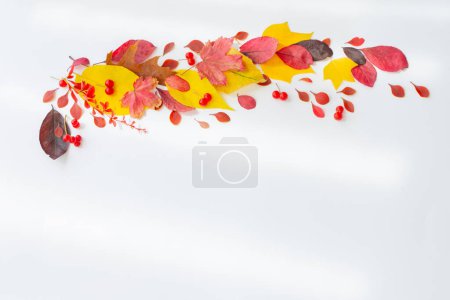 Photo for Autumn red and yellow leaves on white background - Royalty Free Image