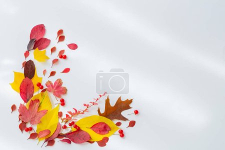 Photo for Autumn red and yellow leaves on white background - Royalty Free Image