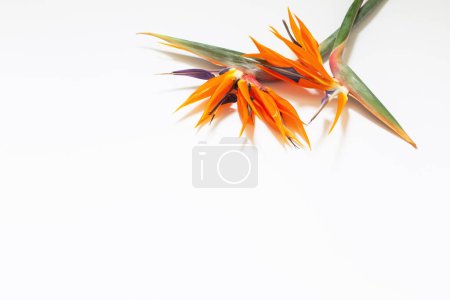 Téléchargez les photos : Oiseau du Paradis fleurs sur fond blanc - en image libre de droit
