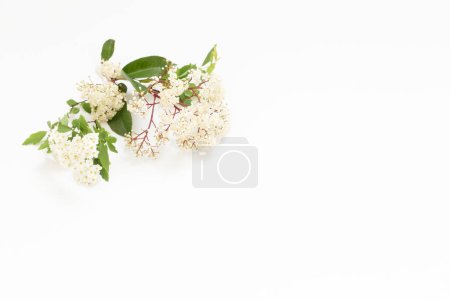 Téléchargez les photos : Fleurs de sureau de printemps sur fond blanc - en image libre de droit