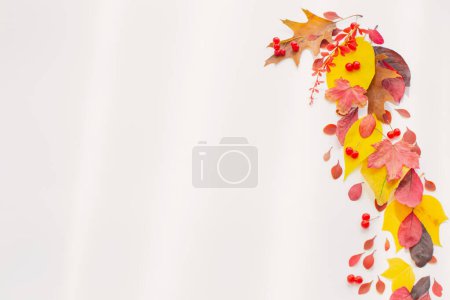 Foto de Otoño hojas rojas y amarillas sobre fondo blanco - Imagen libre de derechos