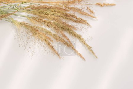 Foto de Cereales silvestres secos dorados sobre fondo blanco a la luz del sol - Imagen libre de derechos