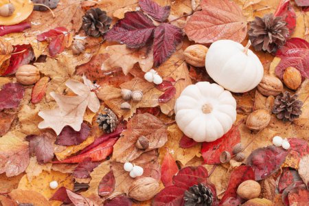 Foto de Fondo de otoño con calabaza blanca y hojas otoñales coloridas - Imagen libre de derechos