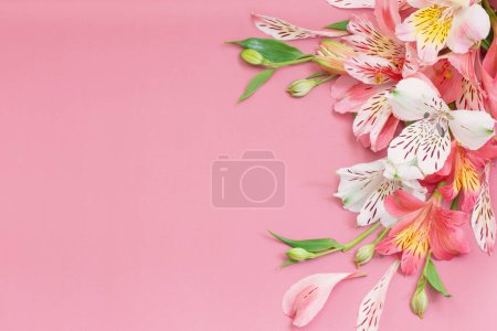 Foto de Alstroemeria flores sobre fondo rosa - Imagen libre de derechos