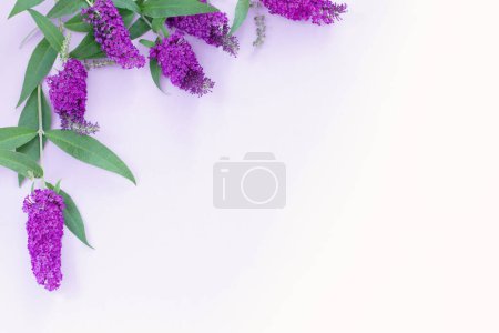 Téléchargez les photos : Fleurs lilas d'été sur fond blanc - en image libre de droit