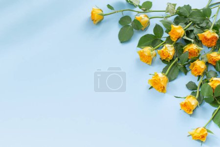 Foto de Rosas amarillas sobre fondo de papel azul - Imagen libre de derechos