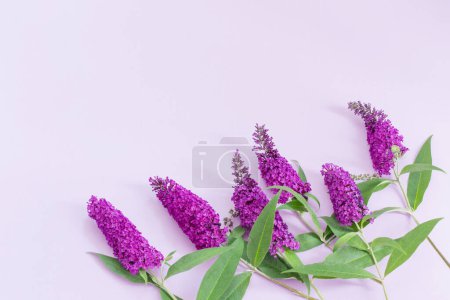 Téléchargez les photos : Fleurs lilas d'été sur fond de papier violet - en image libre de droit