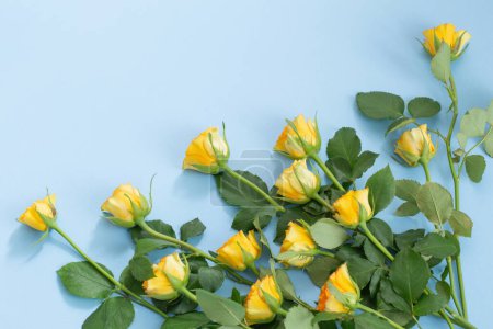 Photo for Yellow roses on blue paper background - Royalty Free Image