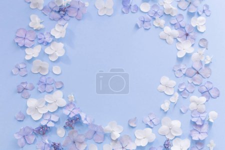 Téléchargez les photos : Fleurs d'hortensia bleu et blanc sur fond bleu - en image libre de droit