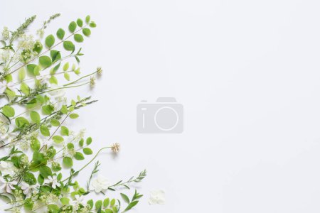 Photo for Wildflowers and plants on white background - Royalty Free Image
