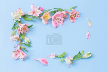 Photo for Alstroemeria flowers on blue ackground - Royalty Free Image