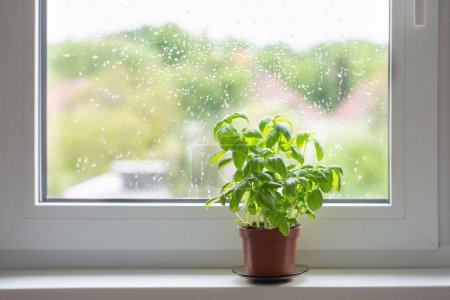 Foto de Planta de albahaca en maceta en alféizar ventana - Imagen libre de derechos