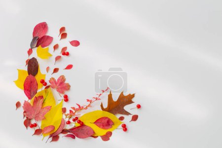Foto de Otoño hojas rojas y amarillas sobre fondo blanco - Imagen libre de derechos