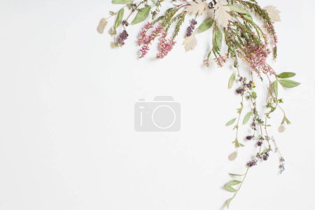Téléchargez les photos : Fleurs séchées sur fond blanc - en image libre de droit