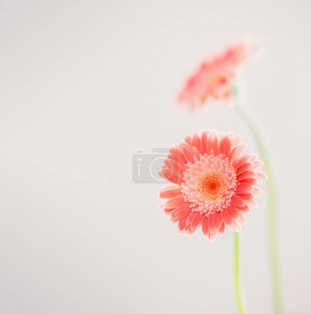 Photo for Pink gerber flowers background close up - Royalty Free Image