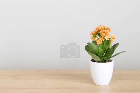Photo for Kalanchoe in  white flower pot on  wooden shelf against  gray wall - Royalty Free Image