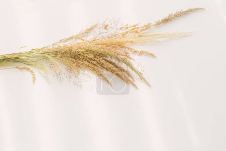 Foto de Cereales silvestres secos dorados sobre fondo blanco a la luz del sol - Imagen libre de derechos