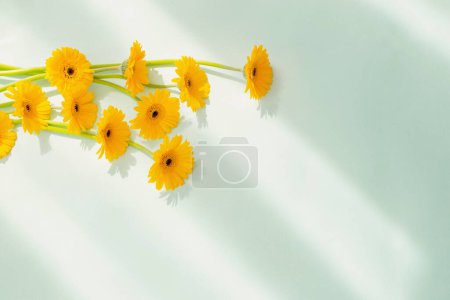 Téléchargez les photos : Fleurs de gerbera jaune sur fond de papier vert - en image libre de droit