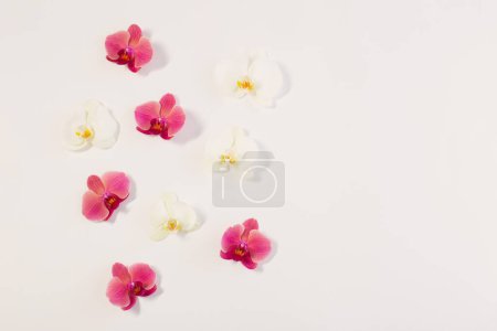 Téléchargez les photos : Fleurs d'orchidée sur fond blanc - en image libre de droit