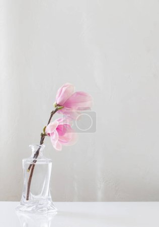 Téléchargez les photos : Fleurs magnolia rose dans un vase en verre sur fond blanc - en image libre de droit