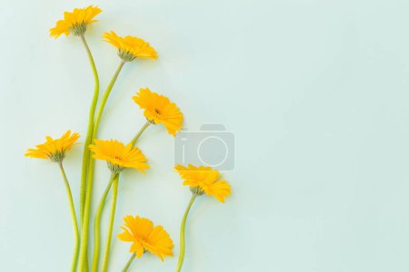 Foto de Flores de gerberas amarillas sobre fondo de papel verde - Imagen libre de derechos