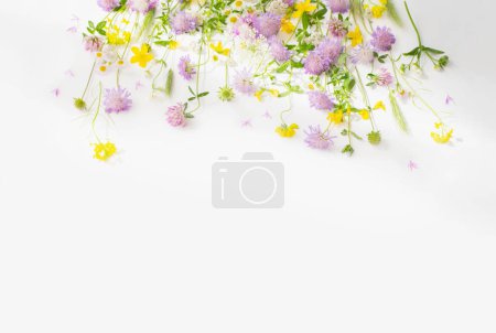 Téléchargez les photos : Fleurs sauvages d'été sur fond de papier blanc - en image libre de droit