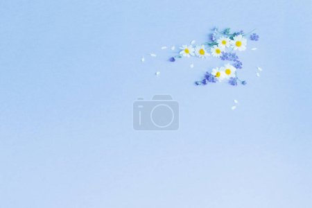 Téléchargez les photos : Fleurs sauvages sur fond de papier bleu - en image libre de droit