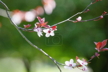 Photo for Cherry  flowers on sunlight in spring garden - Royalty Free Image