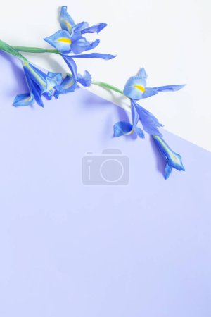 Photo for Blue irises on purple and yellow  paper background - Royalty Free Image