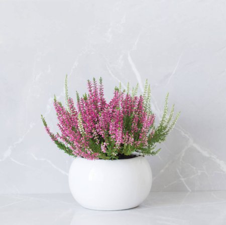 Photo for Pink and white heather in flowerpot on gray marble  background - Royalty Free Image
