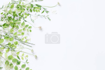 Téléchargez les photos : Les fleurs sauvages et les plantes sur fond blanc - en image libre de droit
