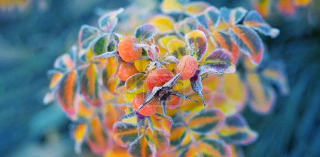 Foto de Hojas de otoño y rosa mosqueta en cristales de escarcha en la mañana soleada - Imagen libre de derechos