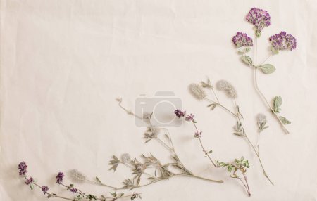 Téléchargez les photos : Fleurs séchées sur vieux papier froissé - en image libre de droit