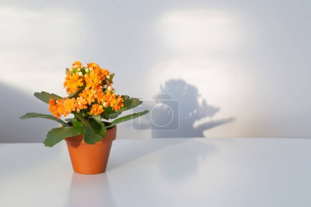 Photo for Kalanchoe in  flower pot on  white table in sunlight - Royalty Free Image