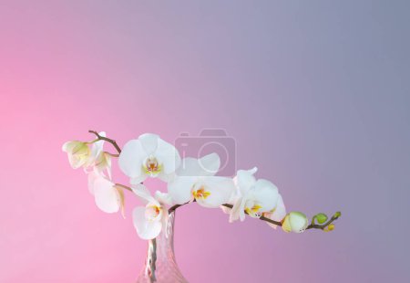 Photo for Bunch of white orchid on blue and pink background - Royalty Free Image