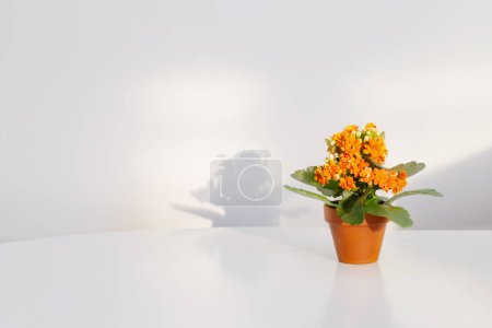 Photo for Kalanchoe in  flower pot on  white table in sunlight - Royalty Free Image