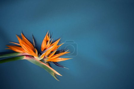 Foto de Flores exóticas tropicales y hojas sobre fondo azul - Imagen libre de derechos