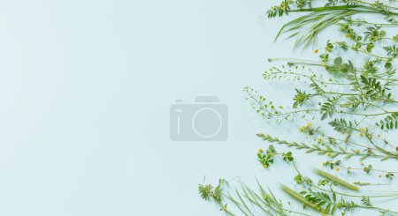 Téléchargez les photos : Plantes sauvages sur fond de papier vert - en image libre de droit