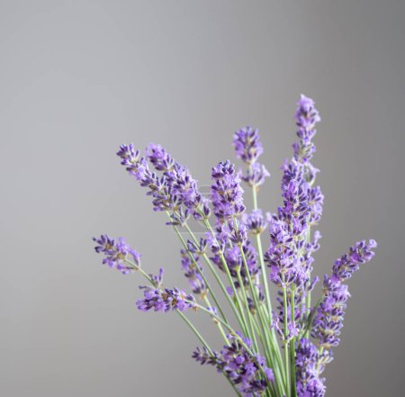 Foto de Flores de lavanda en la pared gris de fondo - Imagen libre de derechos