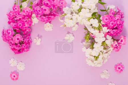 Photo for White and purple phloxes  on color paper background - Royalty Free Image