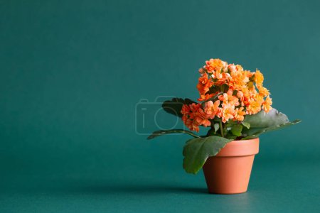 Téléchargez les photos : Kalanchoe en pot de fleurs orange sur fond vert - en image libre de droit