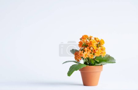 Photo for Kalanchoe in  orange flower pot on white background - Royalty Free Image