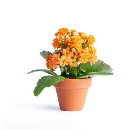 Téléchargez les photos : Kalanchoe en pot de fleurs orange isolé sur fond blanc - en image libre de droit
