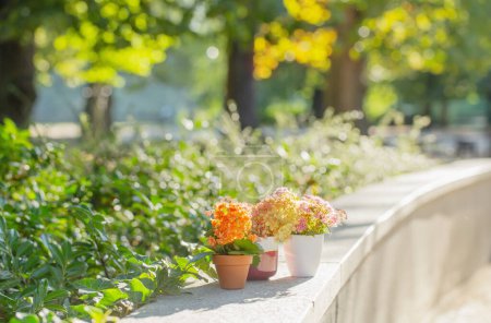 Foto de Flores en macetas a la luz del sol al aire libre - Imagen libre de derechos