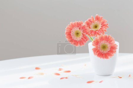Téléchargez les photos : Gerber rose en vase blanc sur table blanche - en image libre de droit