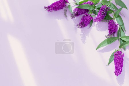 Téléchargez les photos : Fleurs lilas d'été sur fond de papier violet - en image libre de droit