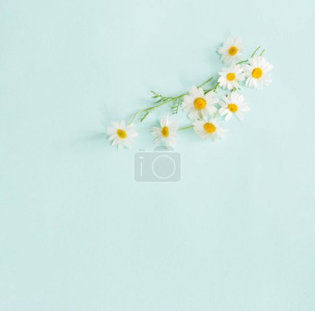 Photo for White daisies on a blue background - Royalty Free Image