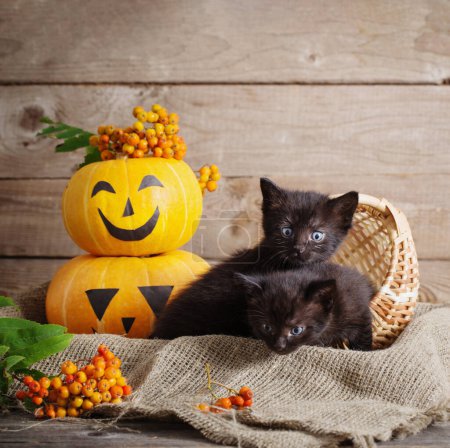 Foto de Pequeño gato negro con calabazas de halloween - Imagen libre de derechos
