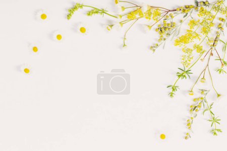 Foto de Flores silvestres sobre fondo de papel blanco - Imagen libre de derechos
